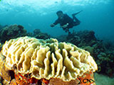 Bauan Batangas Corals 3