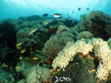 Bauan Batangas Corals 4