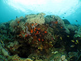 Bauan Batangas Corals 5