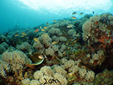 Bauan Batangas Corals 6