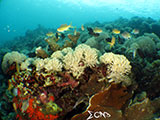 Bauan Batangas Corals 7
