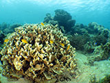 Bauan Batangas Corals 8