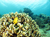 Bauan Batangas Corals 9