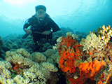Bauan Batangas Corals with Diver