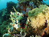 Bauan Batangas Corals with Nudibranch 1