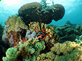 Bauan Batangas Corals with Nudibranch