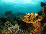 Bauan Batangas Corals