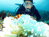 Bauan Batangas Diver with Clownfish 1