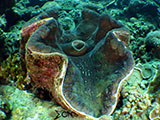 Bauan Batangas Giant Clam