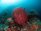 Bauan Batangas Pinnacle Barrel Coral