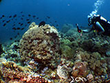 Bauan Batangas Pinnacle Diver 1