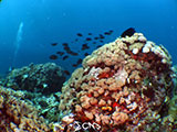 Bauan Batangas Pinnacle Diver 2