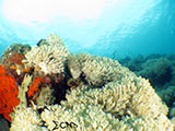 Bauan Batangas Soft Coral 1