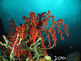 Bauan Batangas Soft Coral