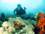 Bauan Batangas Soft Corals with Diver