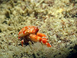 San Luis Batangas Crab 1