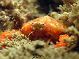 San Luis Batangas Crab 10