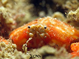 San Luis Batangas Crab 11