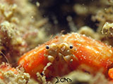 San Luis Batangas Crab 12