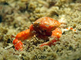 San Luis Batangas Crab 2