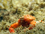 San Luis Batangas Crab 3