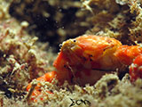 San Luis Batangas Crab 5