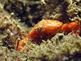 San Luis Batangas Crab 6