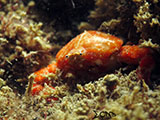 San Luis Batangas Crab 7