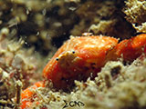 San Luis Batangas Crab 8