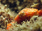 San Luis Batangas Crab 9