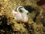 San Luis Batangas Puffer Fish