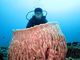 Boracay Barrel Coral