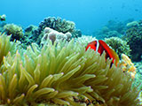 Boracay Clownfish 1