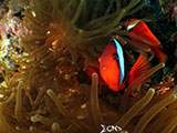 Boracay Clownfish