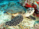 Boracay Hawksbill Turtle 3