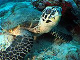 Boracay Hawksbill Turtle 5