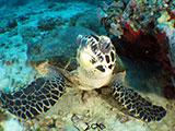 Boracay Hawksbill Turtle 6