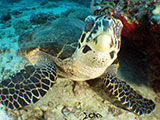 Boracay Hawksbill Turtle 7