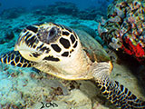 Boracay Hawksbill Turtle 9