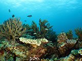 Boracay Reef 1