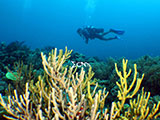 Boracay Reef 2