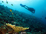 Boracay Reef 3