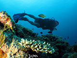 Boracay Reef 6