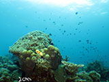 Boracay Reef 7