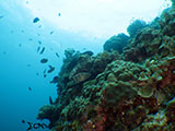 Boracay Reef 8