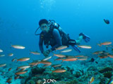 Boracay Reef Fish 1