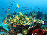 Boracay Reef Fish 10