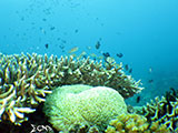 Boracay Reef Fish 11