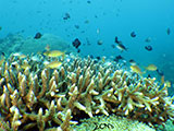Boracay Reef Fish 12