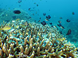 Boracay Reef Fish 13